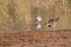 Common Moorhen (Gallinula chloropus)