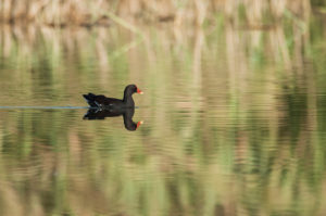 Common Moorhen (Gallinula chloropus)