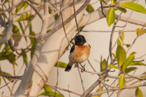 Siberian Stonechat (Saxicola maurus)