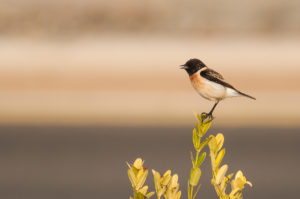 Siberian Stonechat (Saxicola maurus)