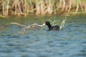 Eurasian Coot (Fulica atra)