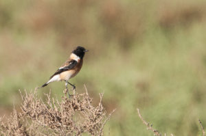 Siberian Stonechat (Saxicola maurus)