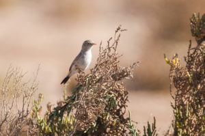 Asian Desert Warbler (Sylvia nana)