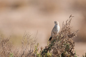 Asian Desert Warbler (Sylvia nana)