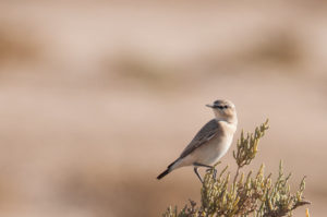 Isabelline Wheatear (Oenanthe isabellina)