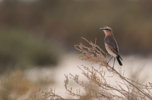 Isabelline Wheatear (Oenanthe isabellina)