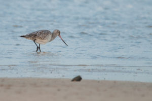 Bar-tailed Godwit (Limosa lapponica)