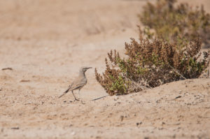 Greater Hoopoe-Lark (Alaemon alaudipes)