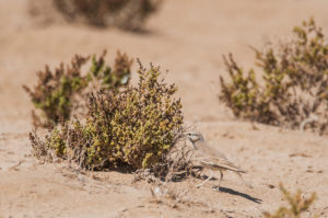 Greater Hoopoe-Lark (Alaemon alaudipes)