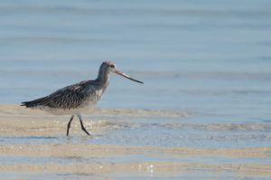 Bar-tailed Godwit (Limosa lapponica)