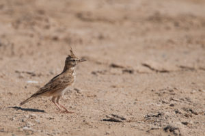 Crested Lark (Galerida cristata)