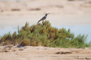 Greater Hoopoe-Lark (Alaemon alaudipes)