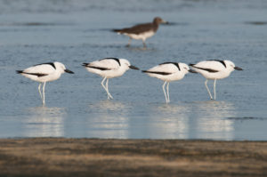 Crab-Plover(Dromas ardeola)