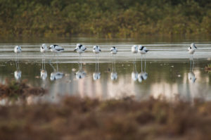 Crab-Plover (Dromas ardeola)