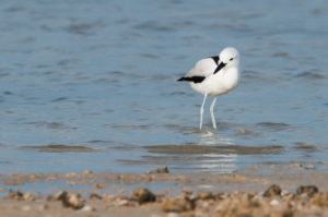 Crab-Plover (Dromas ardeola)