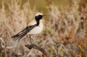 Desert Wheatear (Oenanthe deserti)