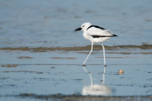 Crab-Plover (Dromas ardeola)