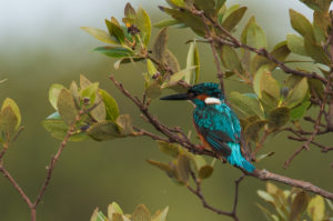 Common Kingfisher (Alcedo atthis)