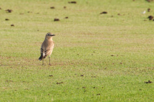 Isabelline Wheatear (Oenanthe isabellina)