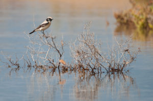 Desert Wheatear (Oenanthe deserti)