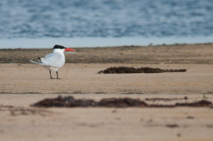 Caspian Tern (Hydroprogne caspia)