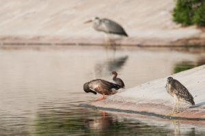 Northern Shoveler (Spatula clypeata)