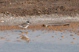 Common Ringed Plover (Charadrius hiaticula)