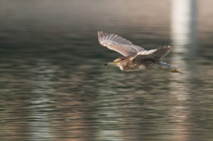 Black-crowned Night-Heron (Nycticorax nycticorax)