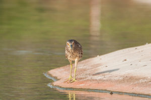 Black-crowned Night-Heron (Nycticorax nycticorax)