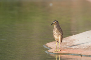 Black-crowned Night-Heron (Nycticorax nycticorax)