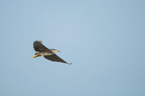 Black-crowned Night-Heron (Nycticorax nycticorax)