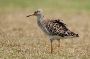 Ruff (Calidris pugnax)