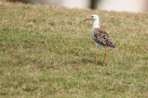 Ruff (Calidris pugnax)