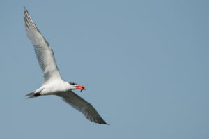 Caspian Tern (Hydroprogne caspia)