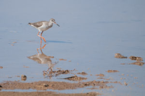 Common Redshank (Tringa totanus)