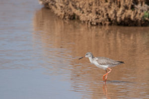 Common Redshank (Tringa totanus)