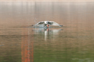 Caspian Tern (Hydroprogne caspia)