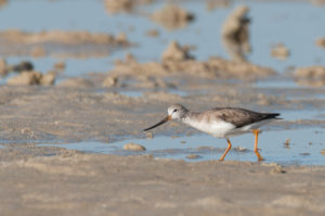 Terek Sandpiper (Xenus cinereus)