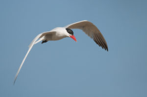 Caspian Tern (Hydroprogne caspia)