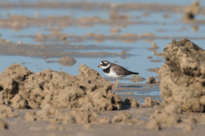 Common Ringed Plover (Charadrius hiaticula)