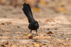 Black Scrub-Robin (Cercotrichas podobe)