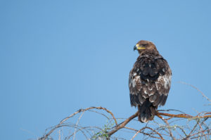 Steppe Eagle (Aquila nipalensis)