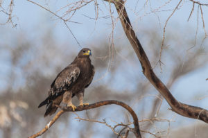 Steppe Eagle (Aquila nipalensis)