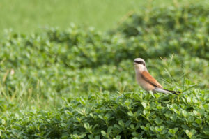 Red-backed Shrike (Lanius collurio)