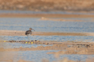 Whimbrel (Numenius phaeopus)