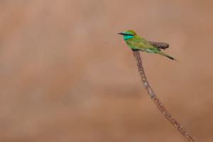 Green Bee-eater (Arabian) (Merops orientalis cyanophrys)