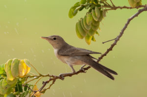 Eastern Olivaceous Warbler (Iduna pallida)