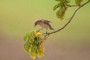 Eastern Olivaceous Warbler (Iduna pallida)