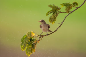 Eastern Olivaceous Warbler (Iduna pallida)