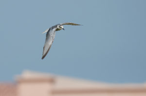 White-winged Tern (Chlidonias leucopterus)